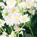 Floristik21 Kamille Künstliche Wiesenblumen Weiß 58cm 4St
