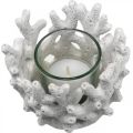 Floristik21 Windlicht mit Glas im Korallendesign maritime Deko Weiß künstlich Ø9,5cm