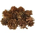 Floristik21 Kiefernzapfen Natur Deko 300g natürlich rustikal Herbst Weihnachten Advent