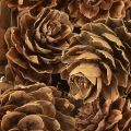 Kiefernzapfen Natur Deko 300g natürlich rustikal Herbst Weihnachten Advent | Floristik21.de