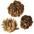 Kiefernzapfen Natur Deko 300g natürlich rustikal Herbst Weihnachten Advent | Floristik21.de