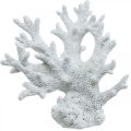Maritime Deko Koralle Weiß Sommerdeko 14,5×15cm