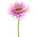 Floristik21 Künstliche Blumen Gerbera Garten Kunstblumen Lila 47cm 6St
