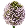 Floristik21 Kunstblumen Allium Lila Ø10cm L65cm