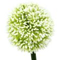 Floristik21 Künstliches Allium Weiß Ø10cm L65cm