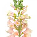 Floristik21 Künstliche Blume Fingerhut Lachs Kunstblume Stielblume H90cm