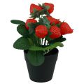 Floristik21 Künstliche Erdbeer Pflanze im Topf Kunstpflanze 19cm