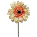 Floristik21 Künstliche Gerbera Blume Kunstblume Apricot Ø11cm L50cm