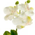 Floristik21 Künstliche Orchideen Kunstblume Orchidee Weiß 20cm