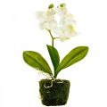 Floristik21 Künstliche Orchideen Kunstblume Orchidee Weiß 20cm