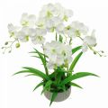 Floristik21 Künstliche Orchideen Kunstblumen im Topf Weiß 60cm