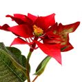 Floristik21 Kunstblumen Weihnachtsstern rot L26cm