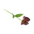 Floristik21 Kunstblume Papageientulpe künstlich Deko Tulpe Lila 63cm