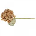 Kunstpflanze Hortensie vertrocknet Drylook Herbstdeko L33cm