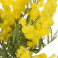 Floristik21 Kunstpflanze, Silber-Akazie, Deko Mimose Gelb, 39cm 3St