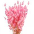 Floristik21 Lagurus Getrocknet Hasenschwanzgras Pink 65-70cm 100g