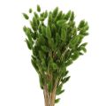 Floristik21 Lagurus Trockengras Hasenschwanzgras 65-70 cm für Trockenarrangements