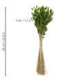 Lagurus Trockengras Hasenschwanzgras 65-70 cm für Trockenarrangements | Floristik21.de
