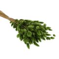 Lagurus Trockengras