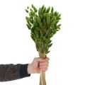 Lagurus Trockengras