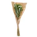 Lagurus Trockengras