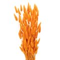 Floristik21 Lagurus-Bund Samtgras getrocknet 70 cm 100 g Orange