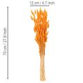 Lagurus-Bund Samtgras getrocknet 70 cm 100 g Orange | Floristik21.de