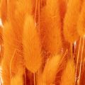 Lagurus-Bund Samtgras getrocknet 70 cm 100 g Orange | Floristik21.de