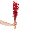 Lagurus getrocknet rot 70 cm 100 g Trockenblumen-Bund | Floristik21.de