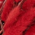 Lagurus getrocknet rot 70 cm 100 g Trockenblumen-Bund | Floristik21.de