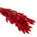 Lagurus getrocknet rot 70 cm