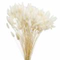 Floristik21 Trockenblume Lagurus Lampenputzer-Gras Gebleicht 100g