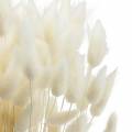 Trockenblume Lagurus Lampenputzer-Gras Gebleicht 100g