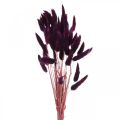 Samtgras Violett, Hasenschwanz-Gras, Lagurus L18-50cm 25g
