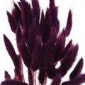 Samtgras Violett, Hasenschwanz-Gras, Lagurus L18-50cm 25g