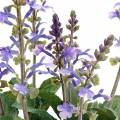 Floristik21 Deko-Pflanze Lavendel, Mediterraner Lavendeltopf, Kunstblume Violett