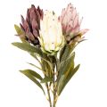 Floristik21 Protea Kunstblume Leucadendron 100 cm 3-teilig Creme Bordeaux Rosa