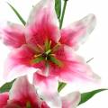 Floristik21 Orientalische Lilie "Stargazer" Weiß, Pink 86cm