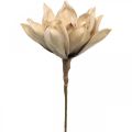 Floristik21 Lotusblume, Lotusblüte Deko, Kunstpflanze Beige L66cm