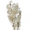 Floristik21 Lunaria Trockenblumen Mondviole Silberblatt getrocknet 60-80cm 30g