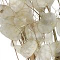 Floristik21 Lunaria Trockenblumen Mondviole Silberblatt getrocknet 60-80cm 30g