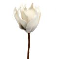 Floristik21 Magnolienblüte aus Foam Grau, Weiß Ø10cm L26cm 4St
