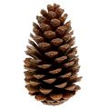 Maritima Zapfen 14/18 natur 25St | Floristik21.de