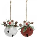 Floristik21 Glocken mit Rotkehlchen, Vogeldeko, Winter, Deko-Glocken für Weihnachten Weiß/Rot Ø9cm H10cm 2er-Set