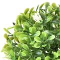 Floristik21 Mini Buchsbaum-Kugel mit Blüten Buchskugel Grün Ø10cm
