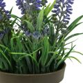 Floristik21 Mini-Lavendel im Topf Kunstpflanze Lavendel Deko H16cm