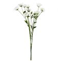 Floristik21 Mohnblume Klatschrose Weiß 3St