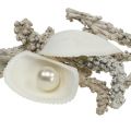 Floristik21 Muschel-Mix mit Perle und Holz Weiß 200g
