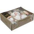 Floristik21 Muschelbox, Natürliche Kammmuscheln, Maritime Deko H3–5cm 900g