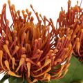 Nadelkissen Exotische Kunstblume Orange Leucospermum Protea 73cm 3St
